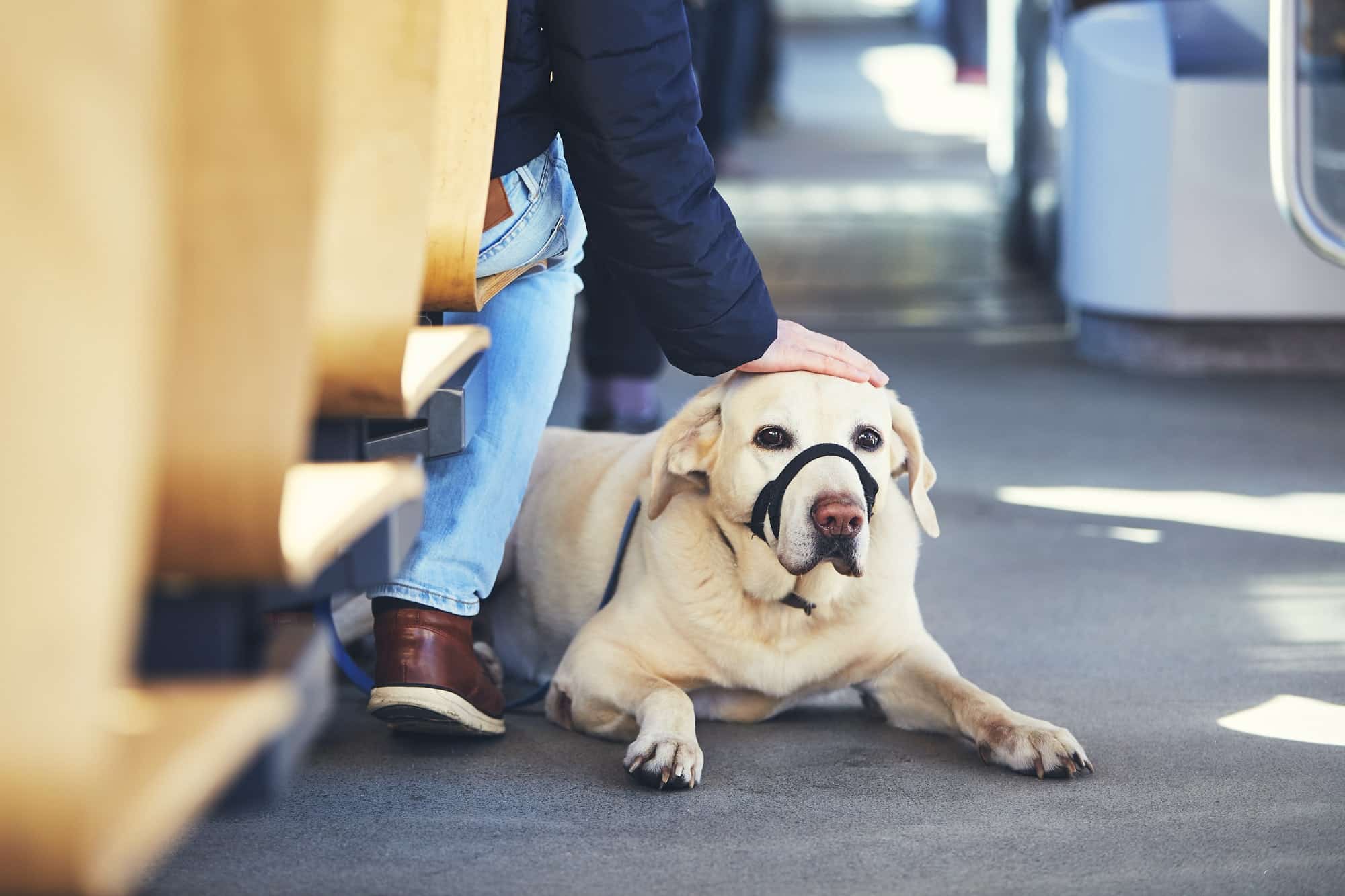 Travel with dog by public transportation
